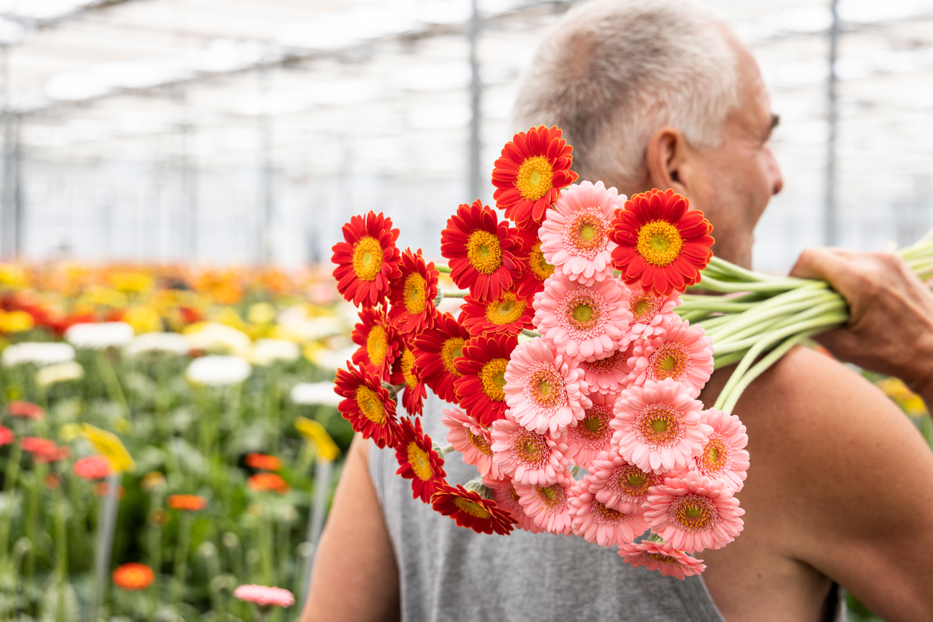 HilverdaFlorist Werken Bij Gerbera